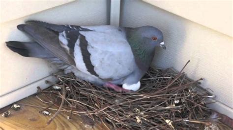 The Pigeon Nest: Pigeon Nesting Habits And Behaviors